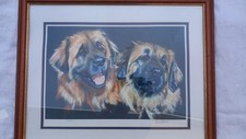 Leonberger print framed for sale  SLEAFORD