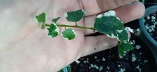 Variegated creeping ficus for sale  Lyons
