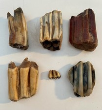 Antique fossil teeth for sale  EDINBURGH