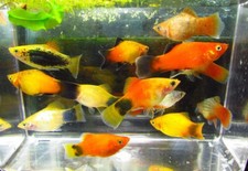 Pack assorted color for sale  Raymond