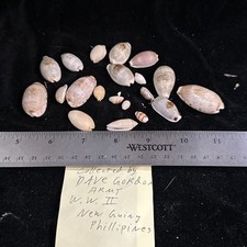 Seashells collected wwii for sale  Warner Robins