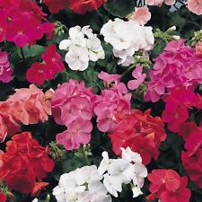 Perfect plants geranium for sale  HAILSHAM