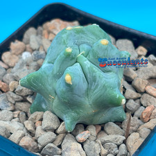 barrel cactus for sale  Austin