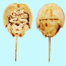 Horseshoe crab replica for sale  High Point