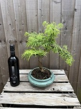 Bonsai tree extra for sale  PERSHORE