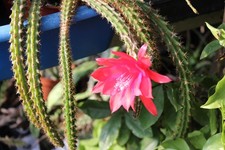 Aporocactus mallisonii 28cm for sale  LONDON