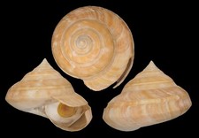 Coquillage collection bayerotr d'occasion  Lyon VI