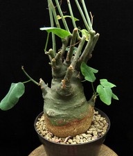 Adenia spinosa caudex for sale  Shipping to United Kingdom