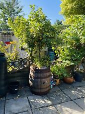spiral bay tree for sale spiral bay tree for sale LEICESTER