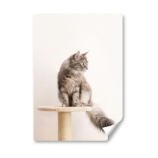 Pretty maine coon for sale  SELBY