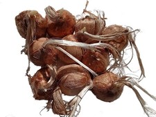 Crocus sativus crocus d'occasion Crocus sativus crocus d'occasion  Puy-Guillaume