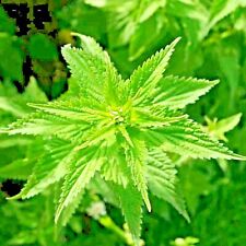 2000 stinging nettle for sale  Greenville