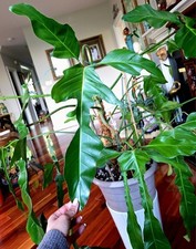 Holy giant philodendron for sale  Glenmoore