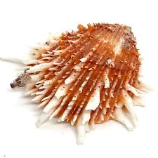 Spondylus oyster shell for sale  Billings