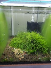 Complete setup shrimp for sale  CHRISTCHURCH