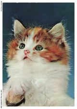 Asvp14 1080 chat d'occasion  France