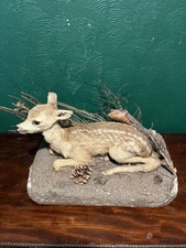 Taxidermy roe deer for sale  WARRINGTON