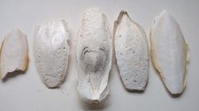 Cuttlefish bone calcium for sale  TAUNTON