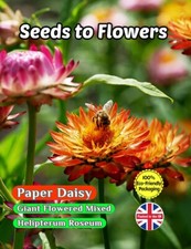 Paper daisy giant for sale  STOKE-ON-TRENT