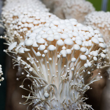 Enoki mushroom liquid for sale  Holiday