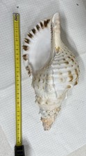 Charonia tritonis piccola usato  Novara
