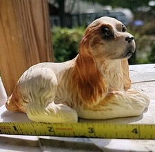 Cocker spaniel dog for sale  Dayton
