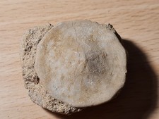 Oursin fossile peronella d'occasion  Sessenheim