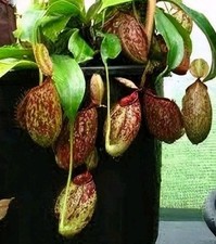 Nepenthes hookeriana live for sale  PORTSMOUTH