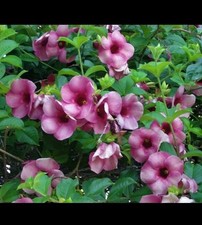 Allamanda blanchetii live for sale  Miami