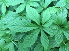 JIAOGULAN yaiogulan chino MAGICO Gynostemma pentaphyllum 50 semillas seeds  comprar usado  Enviando para Brazil