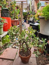 jade plant for sale  San Diego