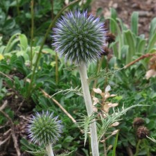 Blaue kugeldistel bio gebraucht kaufen  Regensburg