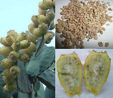 ficus benjamin usato ficus benjamin usato Italia