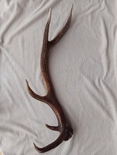 Magnifique bois cerf d'occasion  Saumur