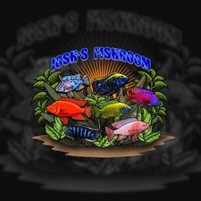 African cichlid adult for sale  Eveleth
