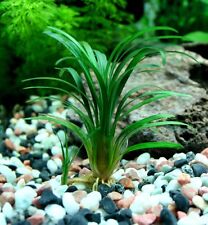 Ophiopogon kyoto petite d'occasion  Krautergersheim