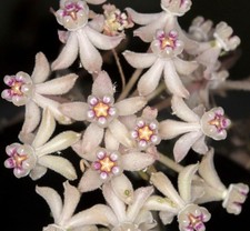 Hoya curtisii stem for sale Hoya curtisii stem for sale  CLACTON-ON-SEA
