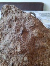 Saurierzahn muschelkalk gebraucht kaufen  Xanten