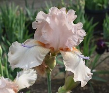Cloudia iris rhizome for sale  Ahsahka