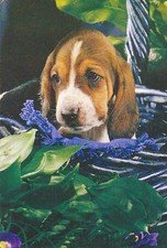 BEAGLE PUPPY     * Postkarte *   Postcard # 2 comprar usado  Enviando para Brazil
