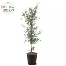 3 oak trees for sale  Denver