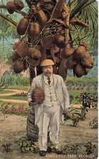 Cartão postal ~ Coqueiro da Flórida, homem com coco enorme, usando chapéu de casca de coco comprar usado  Enviando para Brazil