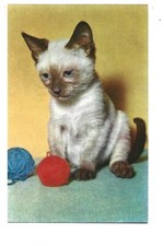 Fantasy kitten photo d'occasion  Expédié en Belgium
