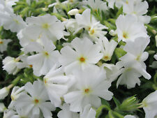 Phlox subulata white for sale  Jasper
