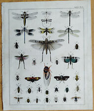 Dragonfly Cicada # Grande Estampa Original Oken Folio # 1843 comprar usado  Enviando para Brazil