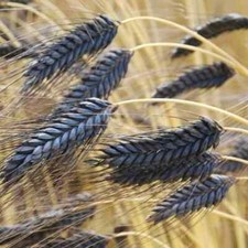 Tibetan black barley for sale  Melbourne