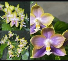 Phalaenopsis yangyang pink for sale  SHREWSBURY