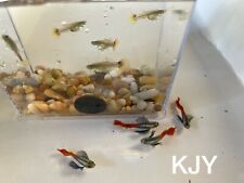 Red blue dumbo for sale  Crystal River