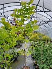 Cercis canadensis hearts gebraucht kaufen  Dillingen a.d.Donau