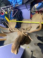 Moose shoulder mount for sale  Eugene